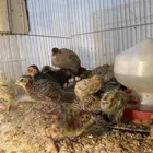 سمان فري للبيع