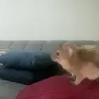 وببر نجدي اليف