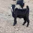 تيوس وطليان للبيع