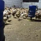 صوص بلدي