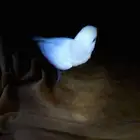 ذكر روز اليف وهدد