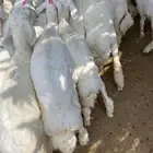 طليان ذبائح