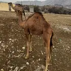 قعود عمر 8 أشهر