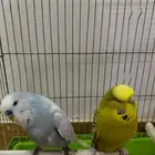 جوز بادجي منتج