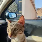 قط للتبني