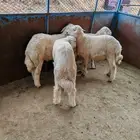 طليان