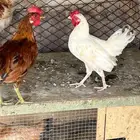 ديكه للبيع نضيفه وانواع والوان مميزه