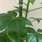 نبات حابابوه