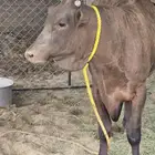 حسيل للبيع الماني العمر سنة