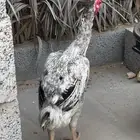 ديك ودجاج سندي