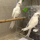 ببغاء كروان ابيض زوجيه منتجه للبيع