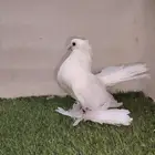 أنثى ألاسكا بيضاء