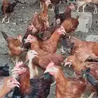 دجاج امريكي