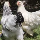 دجاج براهما