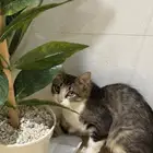 قطة للتبني