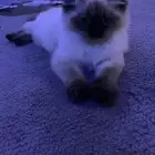 تبوك