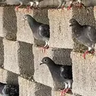 حمام زاجل منتج عدد 20 جوز