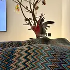 كوكاتو قالا (روز)