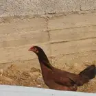 دجاج باكستاني للبيع