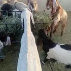للبيع معزا مضاريع و تيسهن الفحل
