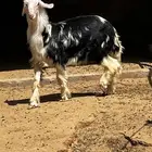 نجدي مشروع فحل صنف