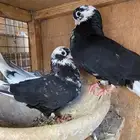 مجموعة قطايف