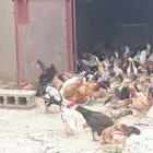 دجاج وديوك