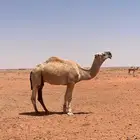 جمل للبيع