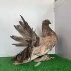 مواري فحل رقاص امريكي اوبل اوفر