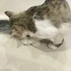 قط شيرازي لتبني
