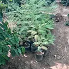 شتلات جاكرندا