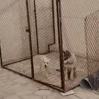 كلب هاسكي مالتيز