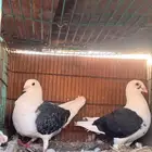 جوز زاجل مكتف