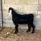 تيس عارضي مشروع فحل