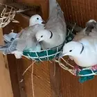 قمري هولندي