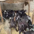 تيوس للبيع