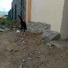 زوج شامو ياباني