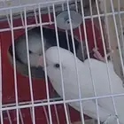 جوز روز او ذكر أو أنثى