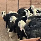 طليان ورخال تربية طيبه