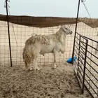 فحل مشروط ساس حلال براك الدعدي