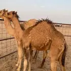 قعدان جزر للبيع