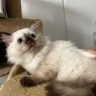 قطط للبيع شهرين شيرازي هيمالايا