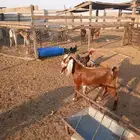 تيس مشروووك