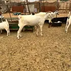 تيس بيشي