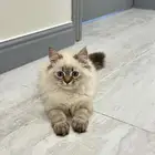 قطط هيمالايا