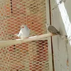 آلماسي 2