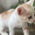 قطط للتبني