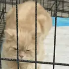 قط ذكر حنون اليف شيرازي للتبني
