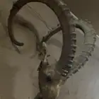 رأس وعل محنط
