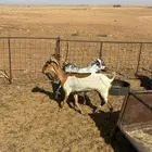 معزا جنوبية